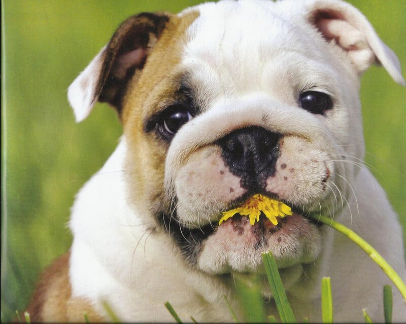 Bulldog Puppy with Dandelion