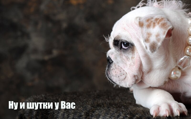 Bulldog puppy with pearls