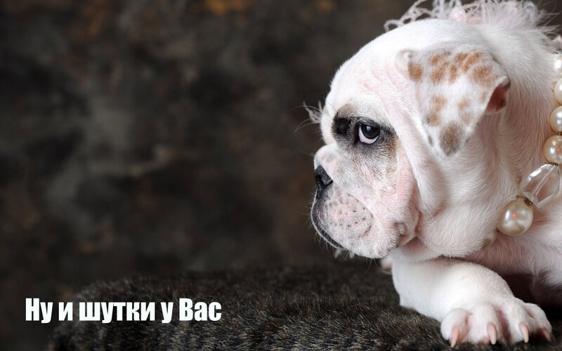 Bulldog puppy with pearls