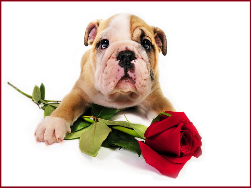 Bulldog Puppy with Rose — Red