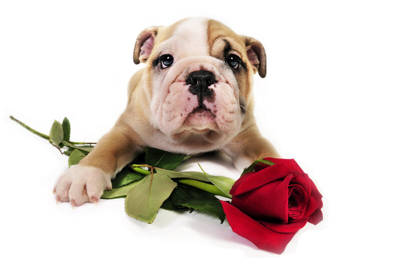 Bulldog Puppy with Rose