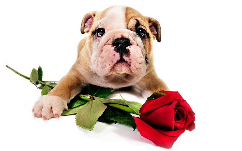 Bulldog Puppy with Rose — White