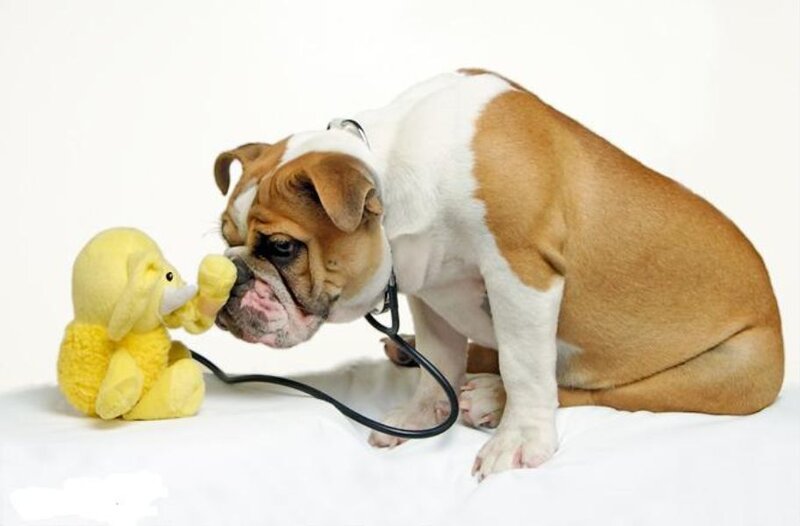 Bulldog Puppy with Toy