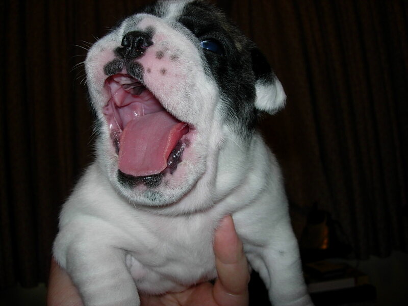 Bulldog Puppy Yawning