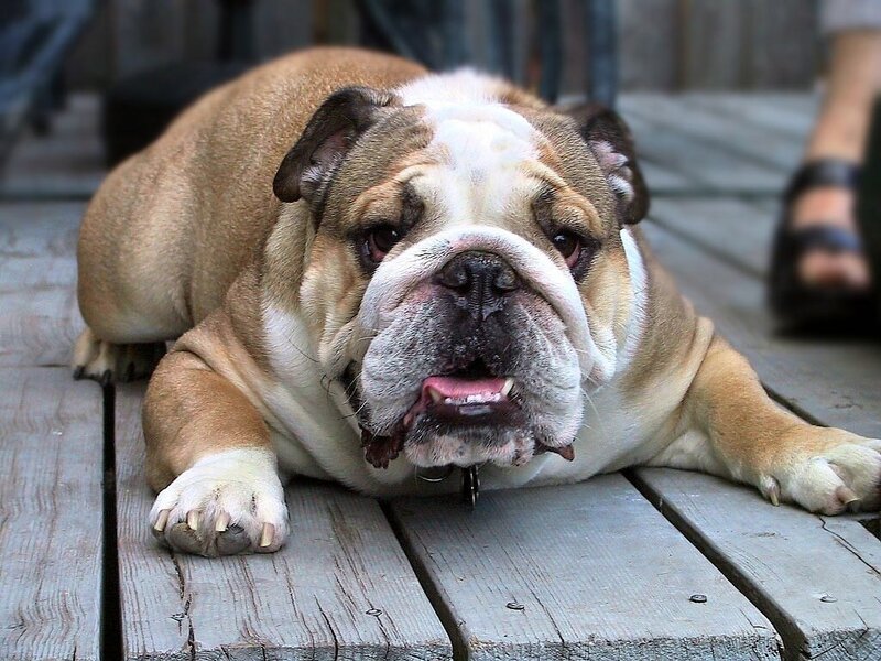 Bulldog resting on deck