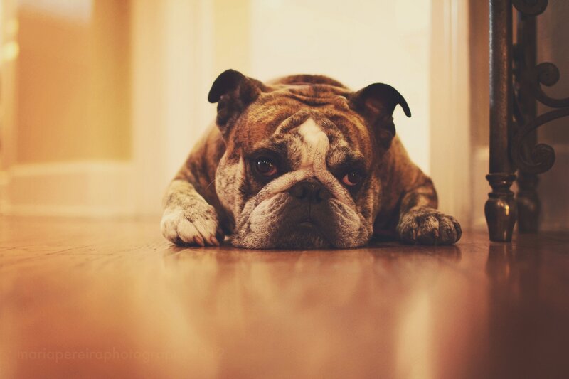 Bulldog resting on floor