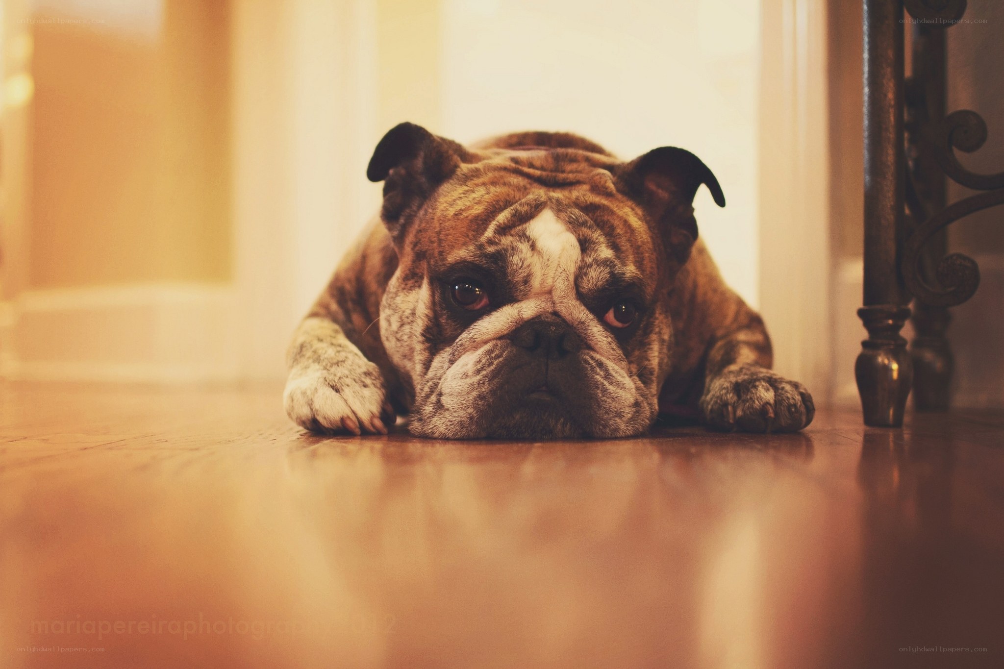 Bulldog resting on floor