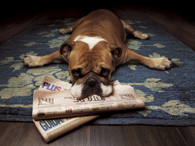 Bulldog resting on newspaper