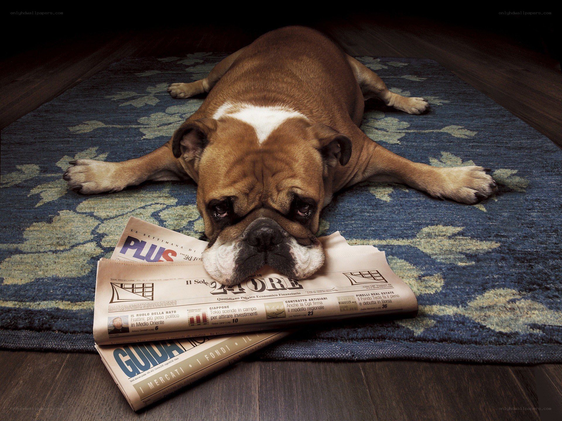 Bulldog resting on newspaper
