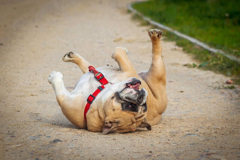 Bulldog Rolling on Back