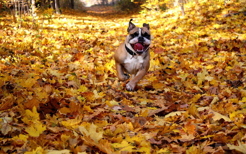 Bulldog Running in Leaves