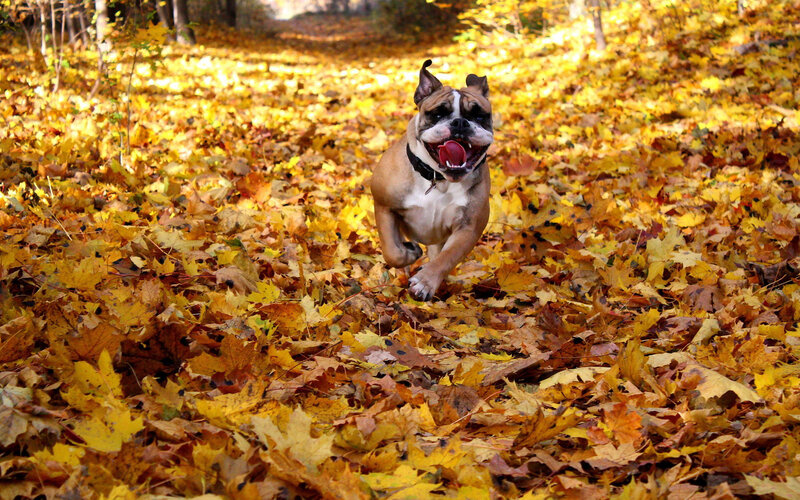 Bulldog Running in Leaves — Yellow