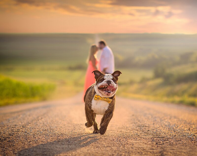 Bulldog Running on Road
