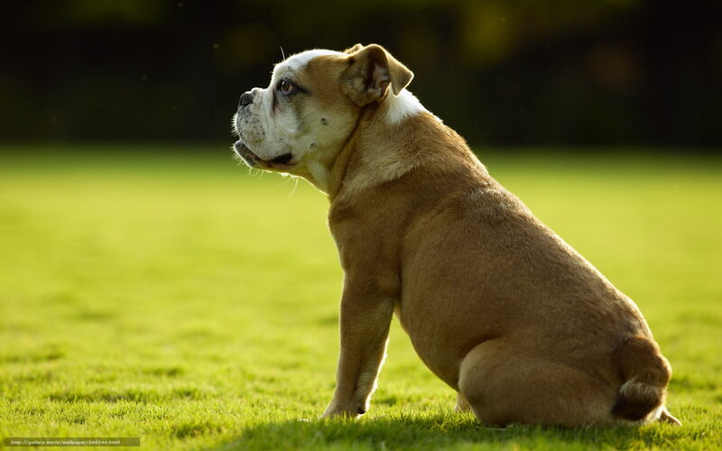 Bulldog Sitting on Grass — Green, Serene
