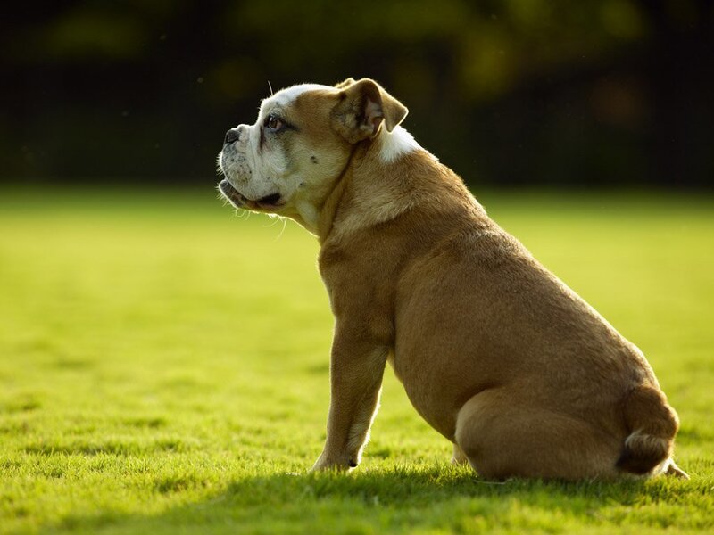 Bulldog Sitting on Grass — Green