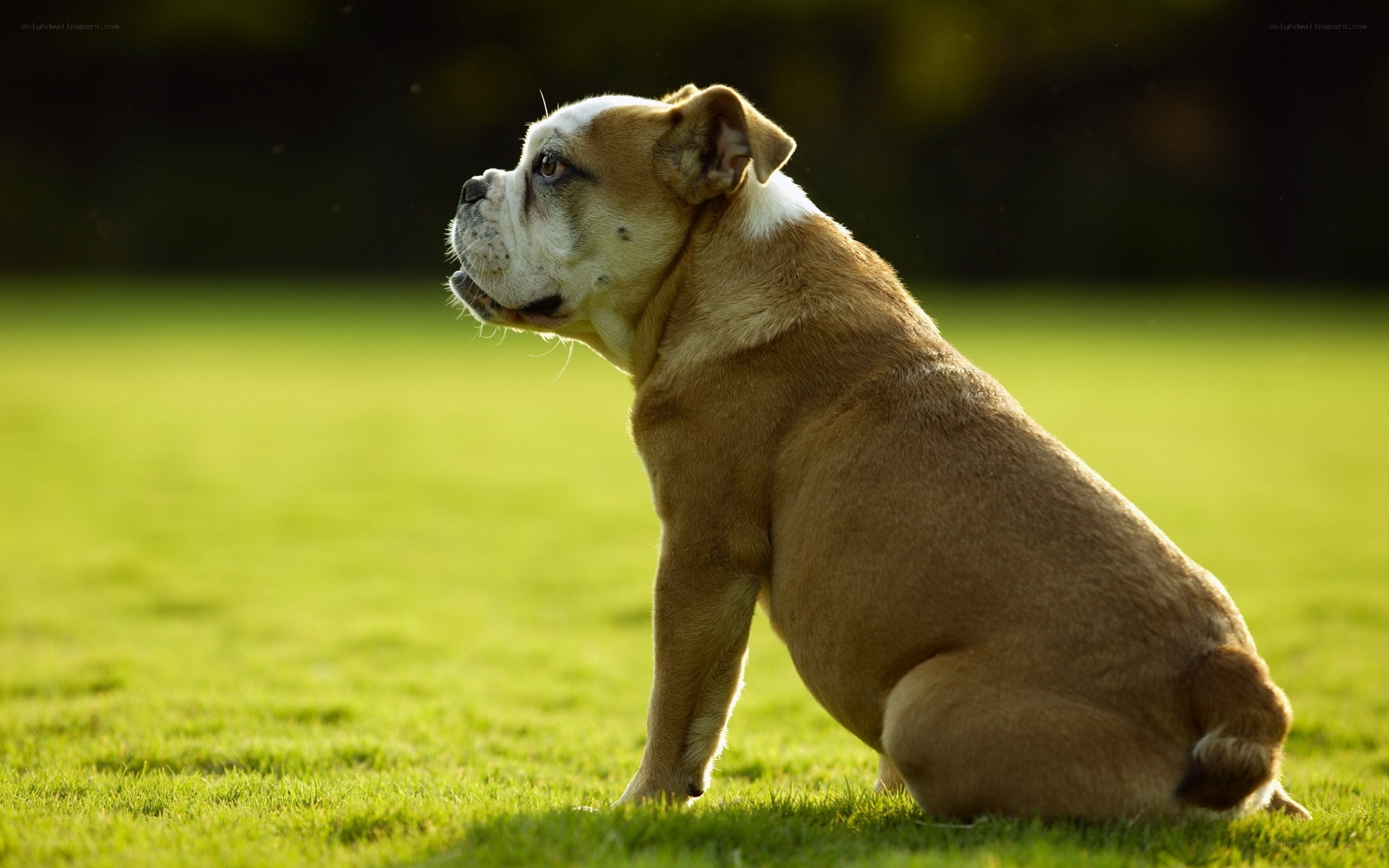 Bulldog sitting on grass