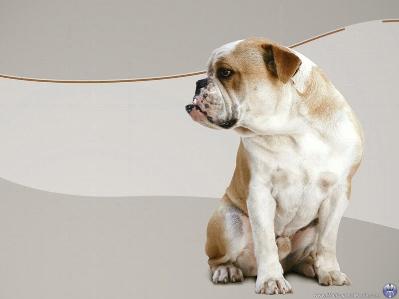 Bulldog sitting on gray background