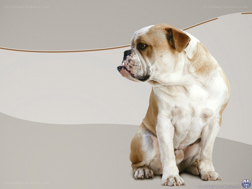 Bulldog sitting on gray background