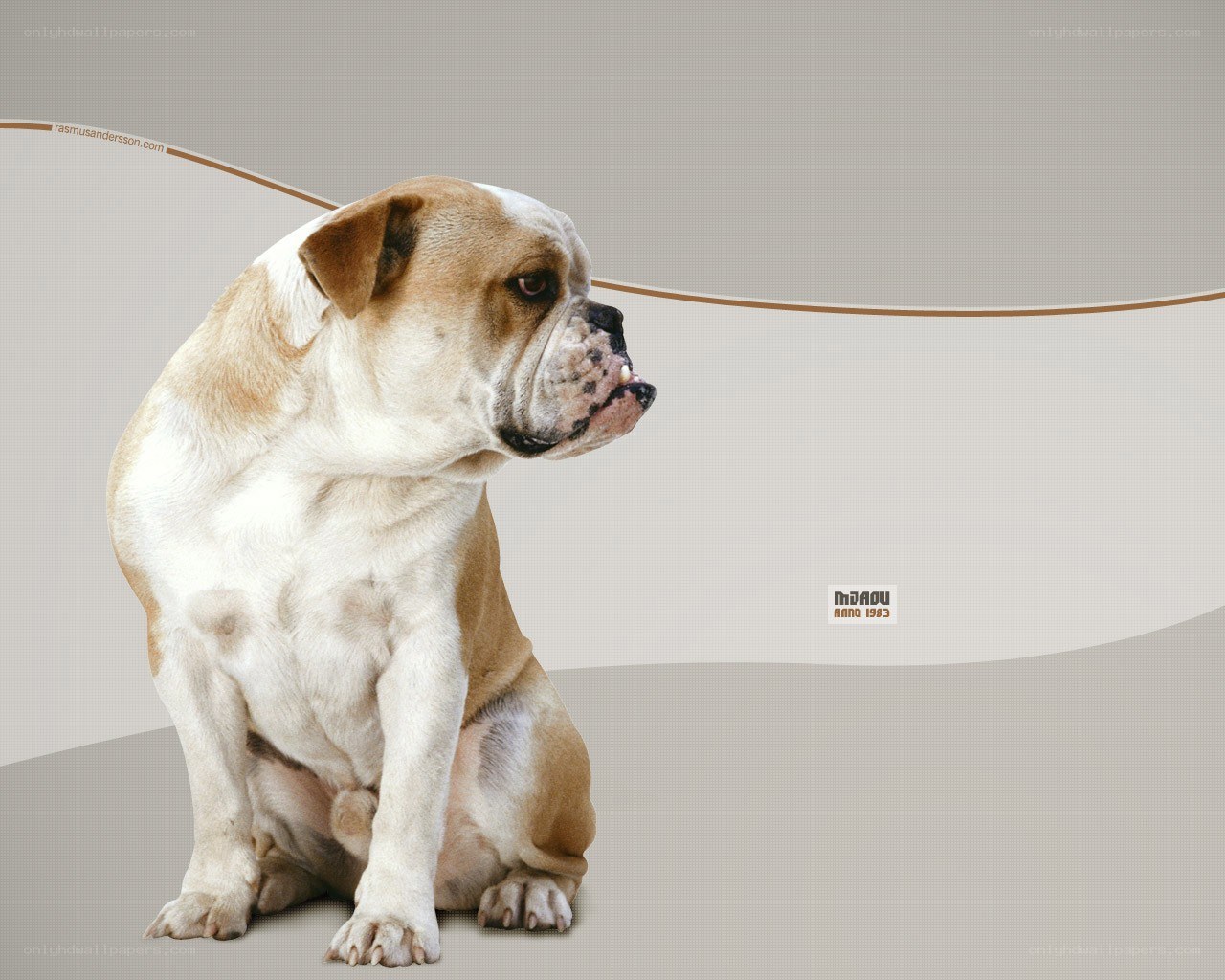 Bulldog sitting on gray background