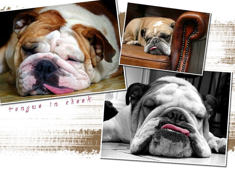 Bulldog sleeping collage