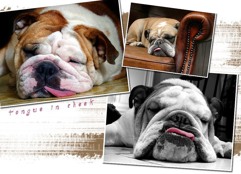 Bulldog sleeping collage
