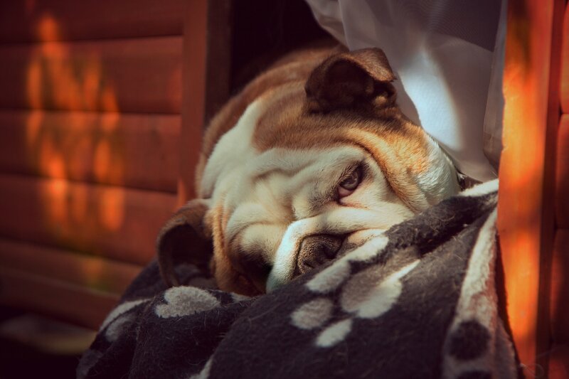 Bulldog Sleeping on Blanket — Brown