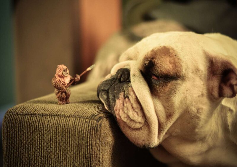 Bulldog Sleeping on Couch