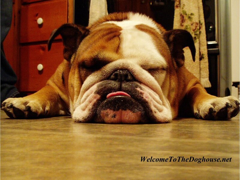 Bulldog Sleeping on Floor