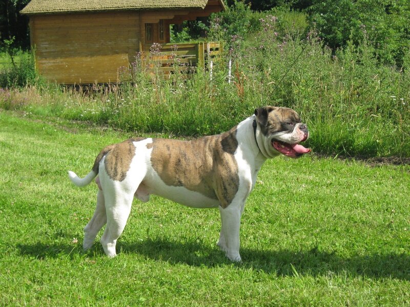 Bulldog Standing in Grass