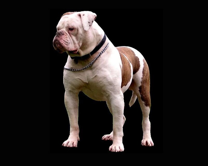 Bulldog Standing