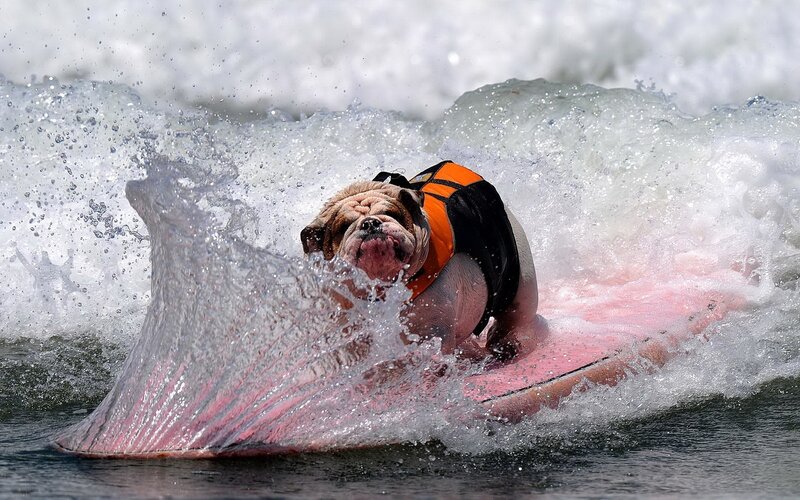 Bulldog surfing on a wave