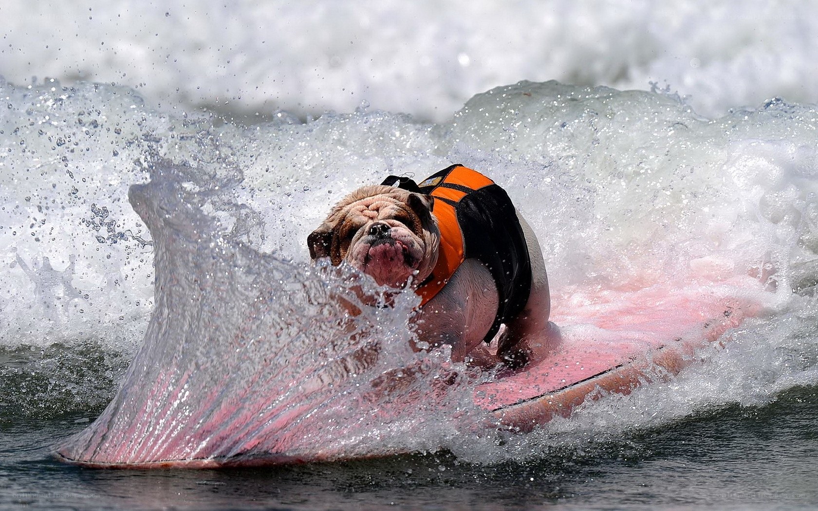 Bulldog surfing on a wave