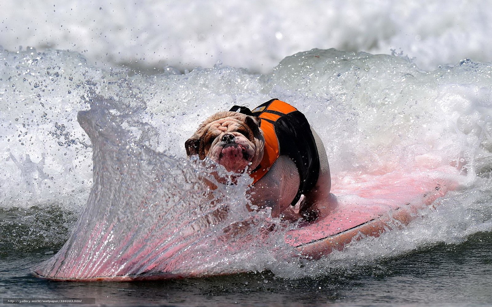 Bulldog surfing on wave