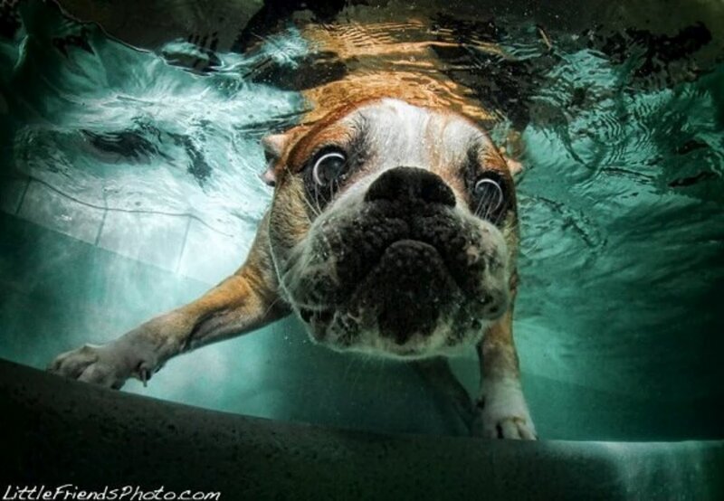 Bulldog Swimming Underwater — Green