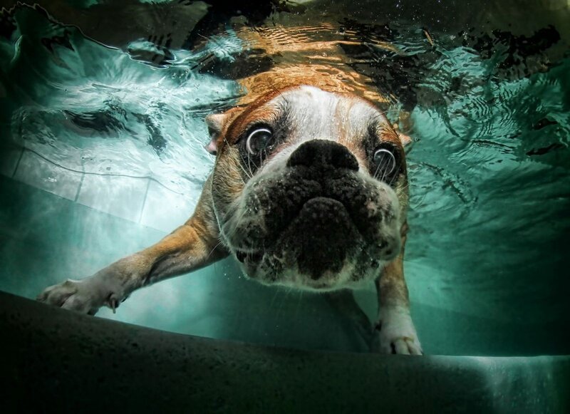 Bulldog swimming underwater