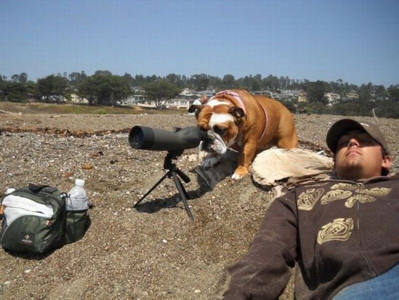 Bulldog Using Telescope