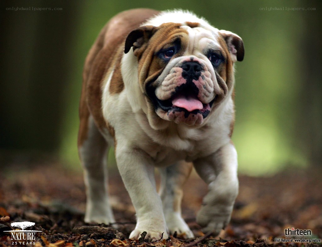 Bulldog walking in forest