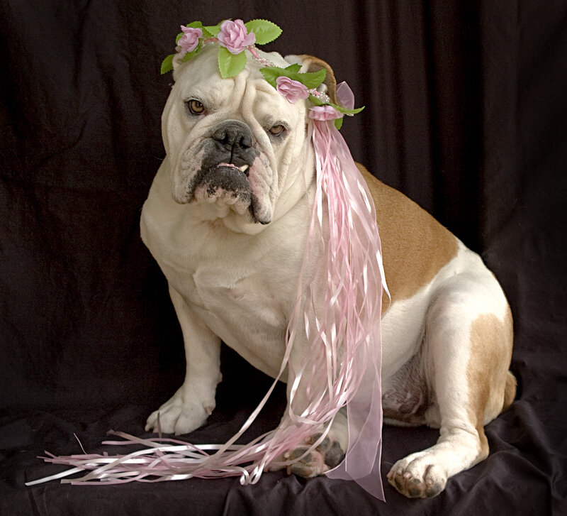 Bulldog Wearing Flower Crown