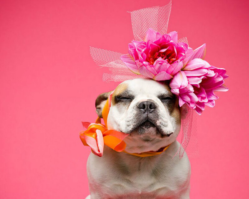 Bulldog Wearing Flower Hat