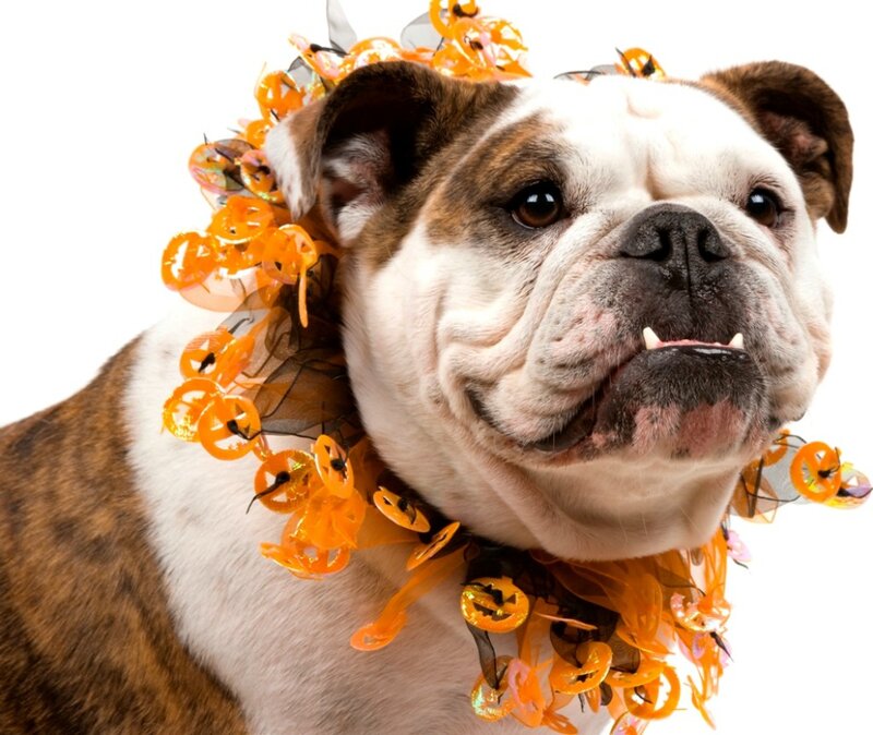 Bulldog Wearing Garland