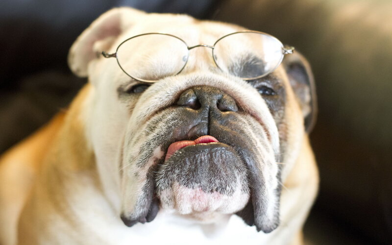 Bulldog Wearing Glasses — White