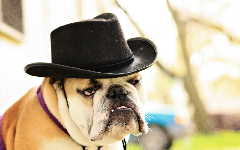 Bulldog Wearing Hat — Brown