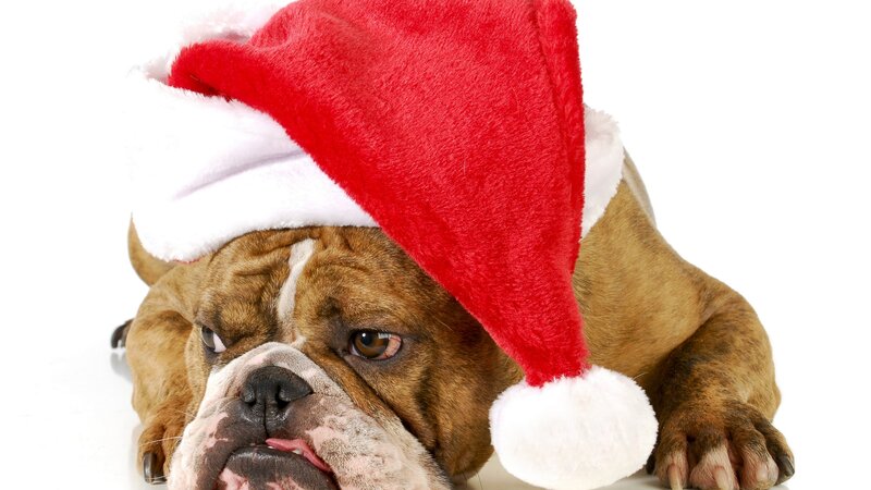 Bulldog Wearing Hat — Red, Calm