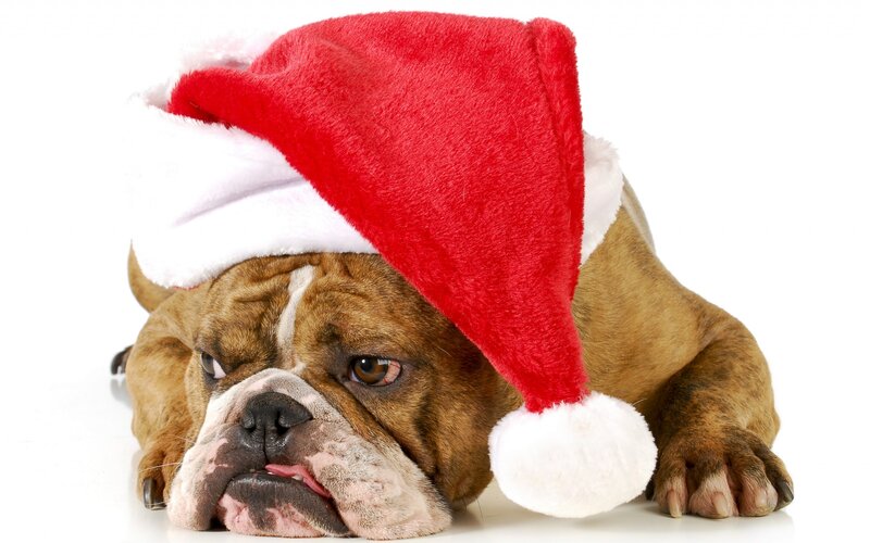 Bulldog Wearing Hat — Red