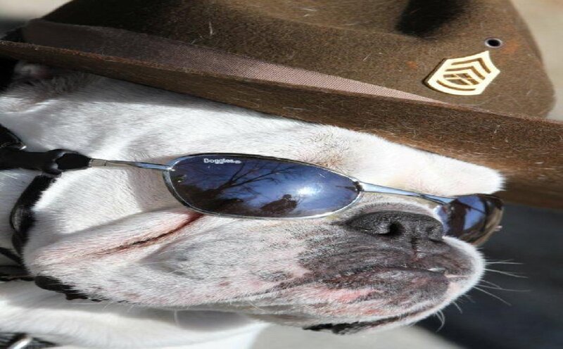 Bulldog Wearing Hat — White, Calm