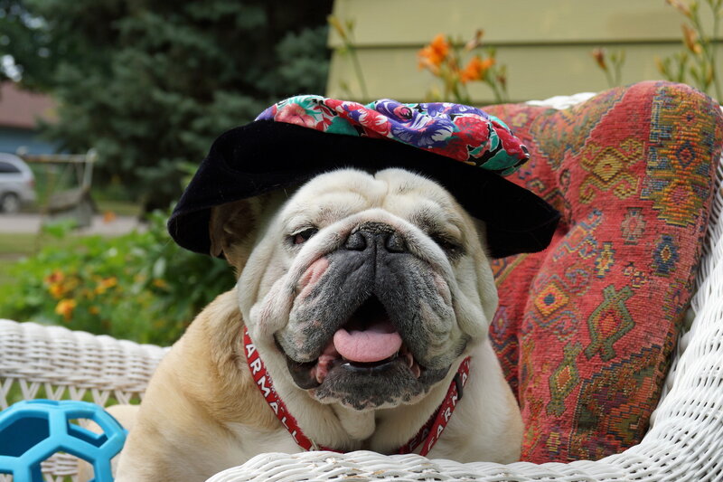 Bulldog Wearing Hat — White, Relaxed