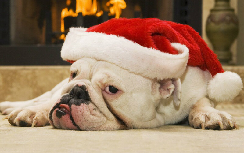 Bulldog Wearing Santa Hat