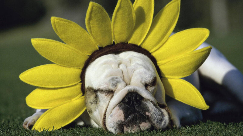 Bulldog Wearing Sunflower