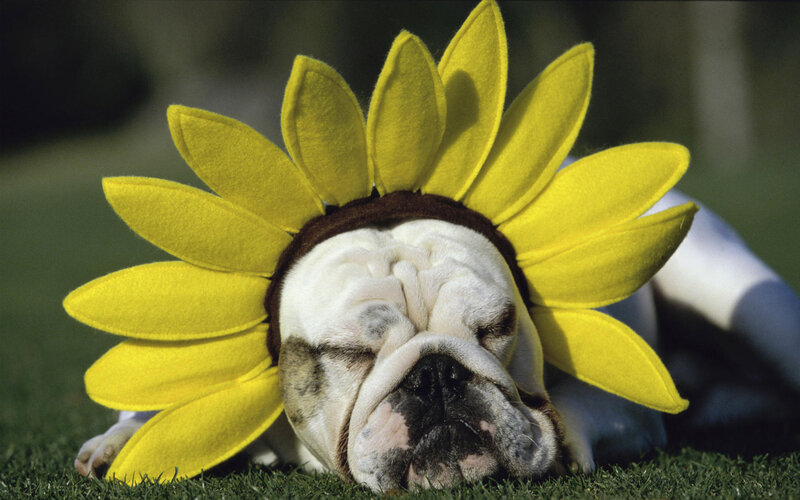 Bulldog Wearing Sunflower — Yellow