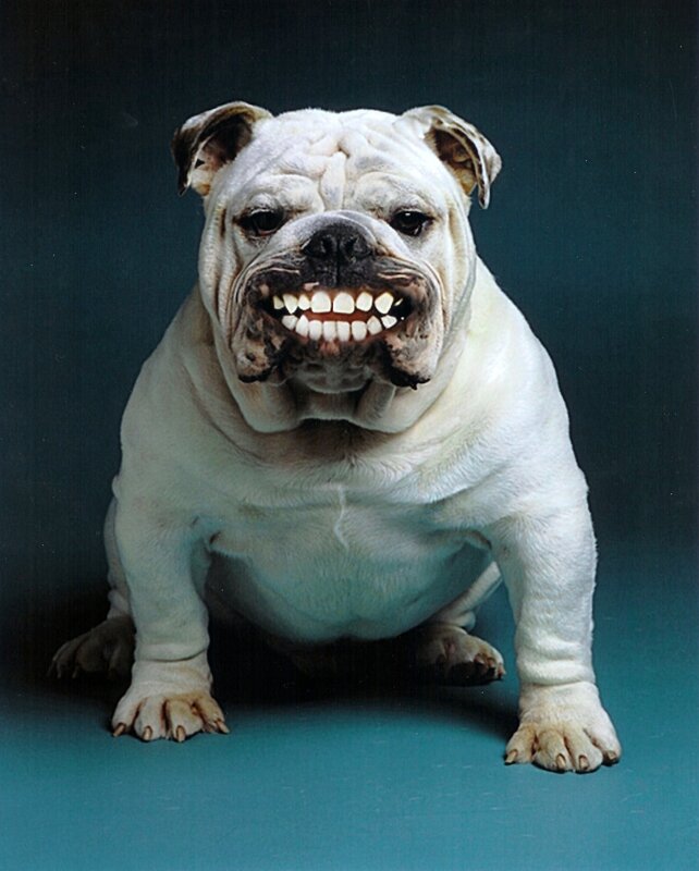 Bulldog with a wide grin